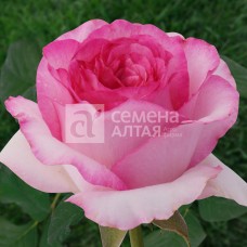 Роза чайно-гибридная Белла Вита (туба а/ф Семена Алтая)