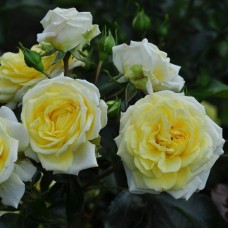 Роза флорибунда Бамблби кюль (туба а/ф Семена Алтая)
