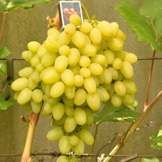 Виноград плодовый Долгожданный (туба а/ф Семена Алтая)