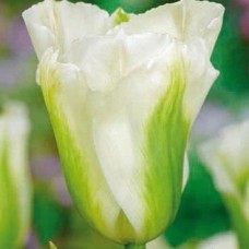 Тюльпан зеленоцветный Спринг Грин С3 (3 шт в горшке)