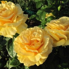 Роза чайно-гибридная Габи Марлей С4
