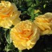 Роза на штамбе Габи Марлей PA 90-110 см С10