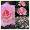 Роза чайно-гибридная Принцесса де Монако (туба а/ф Сибирский сад)