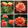 Роза чайно-гибридная Черри Бренди C4