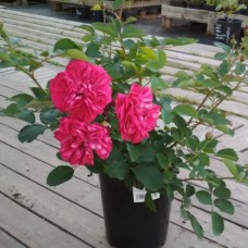 Роза канадская Джон Франклин С3/4 корнесобственная