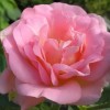 Роза канадская Мари Викторин С3/4 корнесобственная