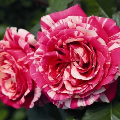 Роза чайно-гибридная Бест Импрешн С4