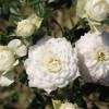 Роза миниатюрная Уайт Джем (туба а/ф Сибирский сад)