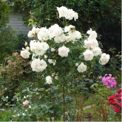 Роза на штамбе Шарль Азнавур PA 90-110 см C10