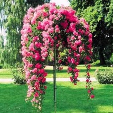 Роза на штамбе Пинк Фейри PA 90-110 см C10