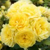 Роза флорибунда Фрезия (туба а/ф Сибирский сад)