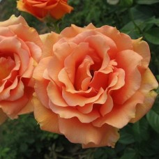 Роза чайно-гибридная Ашрам С4