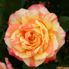 Роза чайно-гибридная Марвел С4