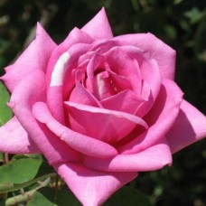 Роза чайно-гибридная Эминенс С4