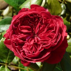 Роза чайно-гибридная Алан Сушон С4