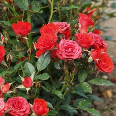 Роза миниатюрная Амор С4
