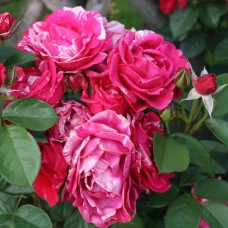 Роза чайно-гибридная Анри Матисс С4