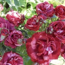 Роза плетистая Брауни (туба а/ф Сибирский сад)