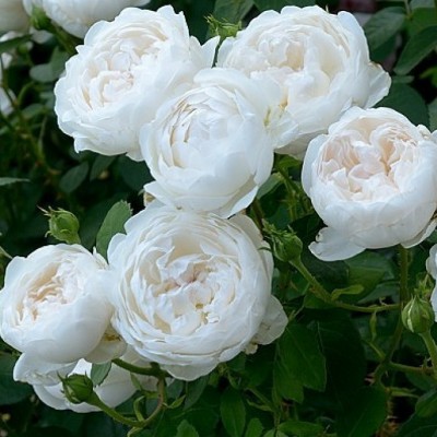 Роза английская Глэмис Касл C6
