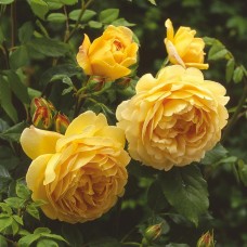 Роза английская Голден Селебрейшн C4