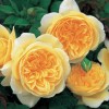 Роза английская Тизинг Джорджия (туба а/ф Сибирский сад)