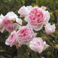 Роза английская Ведгвуд Роуз C6