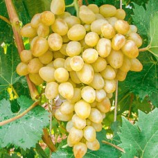 Виноград плодовый Аркадия C7