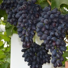 Виноград плодовый Кодрянка C3
