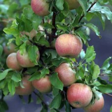 Яблоня Бельфлер-Китайка 3 -х летнее зкс