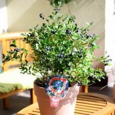 Голубика садовая Аино C10 Н50-70 см