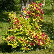 Вейгела цветущая Ауреа C2/5 Н30-50 см