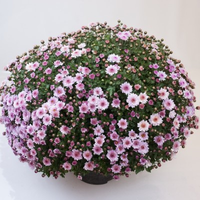 Хризантема мультифлора нежно-розовая С2