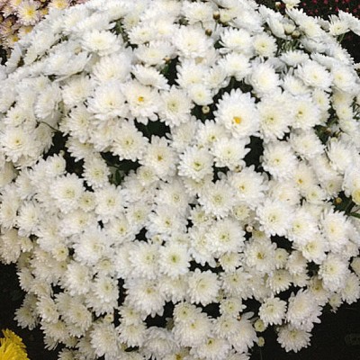 Хризантема мультифлора белая С4