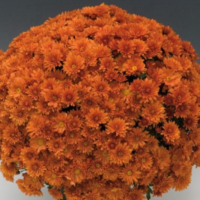 Хризантема мультифлора оранжевая С3