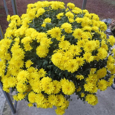 Хризантема мультифлора жёлтая С3