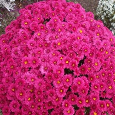 Хризантема мультифлора ярко-розовая С3