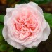 Роза бурбонская Сувенир де ля Мальмезон С7