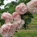 Роза бурбонская Сувенир де ля Мальмезон С7