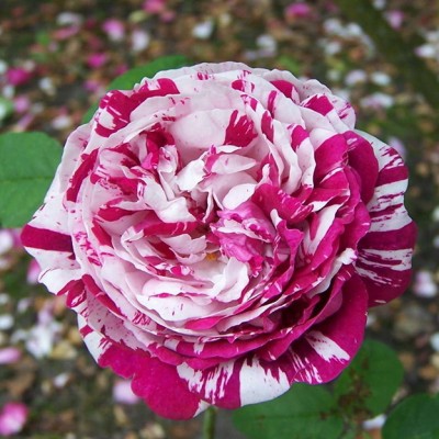 Роза бурбонская Вариегата Ди Болонья С4
