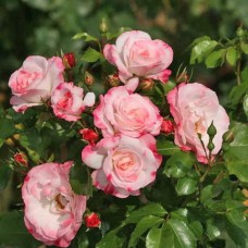 Роза на штамбе Розенштадт Фрайзинг PA 90-110 см С10