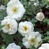 Роза канадская Каква С3/4 корнесобственная