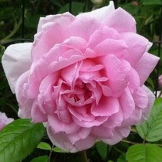 Роза канадская Ламберт Клосс С3/4 корнесобственная