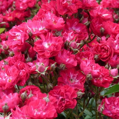 Роза миниатюрная Альберих С4