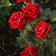 Роза миниатюрная Ред Дет С4