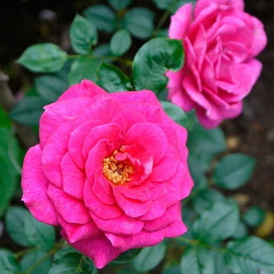 Роза плетистая Глориана С4