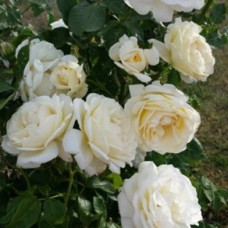Роза почвопокровная Нина Поулсен С4