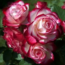 Роза флорибунда Юбилей принца Монако (Жюбиле дю Принц де Монако) (туба а/ф Семена Алтая)