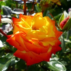 Роза флорибунда Самба С4