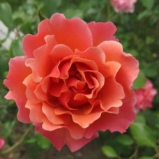 Роза флорибунда Жан Кокто (туба а/ф Сибирский сад)