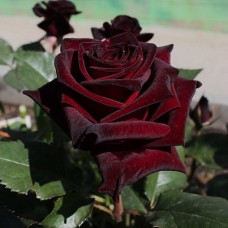 Роза чайно-гибридная Блэк Баккара С4
